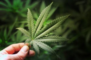 THE WEED TRUTH: Recreational Use of Marijuana